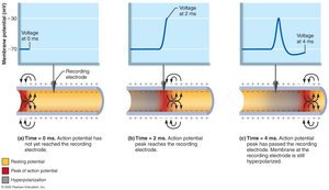 Propagation of action potential along axon