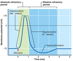 Relative refractory period