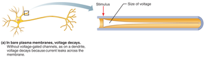 Voltage decay in dendrites