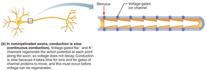 Continuous conduction in nonmyelinated axons