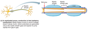 Saltatory conduction in myelinated axons