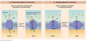 Chemically and voltage-gated ion channels