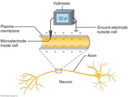 Measuring resting membrane potential