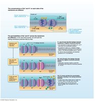 Sodium-potassium pump and membrane potential