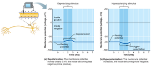 Depolarization and hyperpolarization