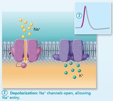 Depolarization phase of action potential