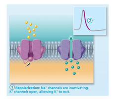 Repolarization phase of action potential
