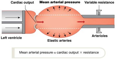 Mean arterial pressure and homeostasis