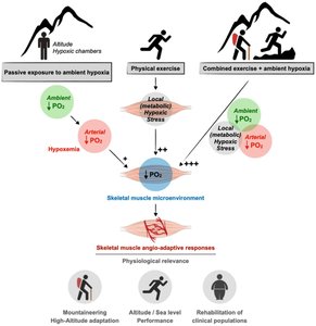 Exercise and hypoxia effects on oxygen transport