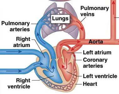Pulmonary circulation diagram