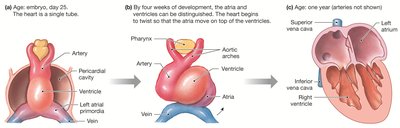 Embryonic heart development stages