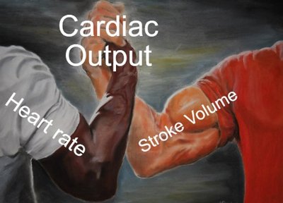 Cardiac output, heart rate, and stroke volume