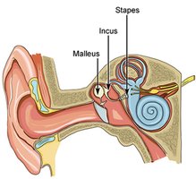 Ossicles of the Middle Ear