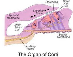 Organ of Corti and Hair Cells