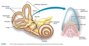 Crista Ampullaris in Semicircular Canal