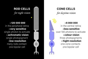 Rod and Cone Cells Comparison