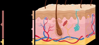 Cross-section of skin showing epidermis, dermis, and hypodermis