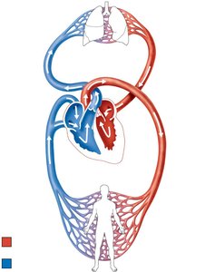 Diagram of systemic and pulmonary circulation