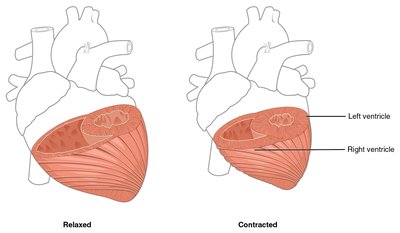 Ventricular myocardium contraction and relaxation