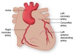 Coronary arteries of the heart