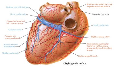 Coronary veins of the heart