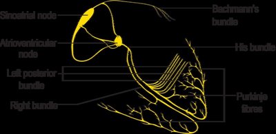 Intrinsic conduction system of the heart