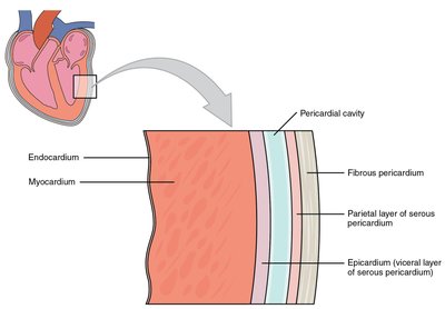 Layers of the heart wall and pericardium