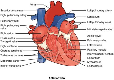 Anterior view of heart chambers and major structures