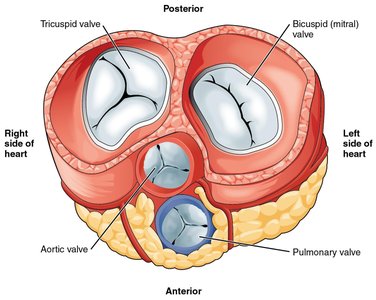 Posterior view of heart valves