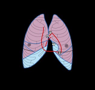 Auscultation points for heart sounds