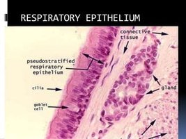 Histology of trachea showing pseudostratified ciliated columnar epithelium with goblet cells and connective tissue