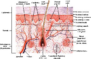 Principal layers of the skin showing epidermis, dermis, and associated structures