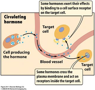 Hormonal Stimulus Example Anatomy & Physiology Endocrine System Study Guide | Notes