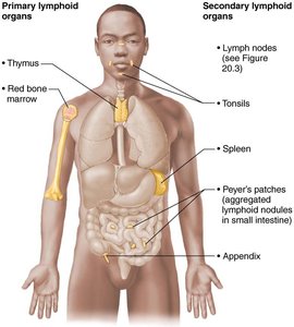 Primary and secondary lymphoid organs