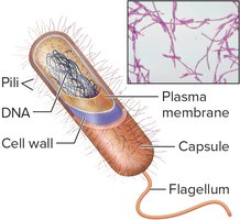 Structure of a bacterium with labeled parts