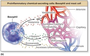 Basophil releasing proinflammatory chemicals