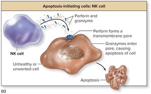 NK cell inducing apoptosis in a target cell