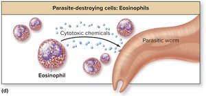 Eosinophils attacking a parasitic worm