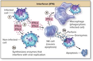 Interferon effects on viral infection