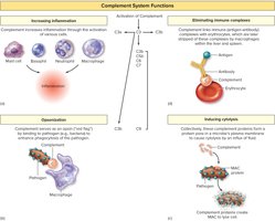 Complement system functions