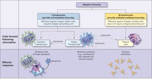 Two branches of adaptive immunity: cell-mediated and antibody-mediated