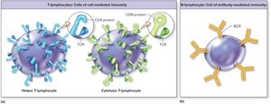 T-lymphocytes and B-lymphocytes structure