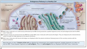 Endogenous pathway in a healthy cell