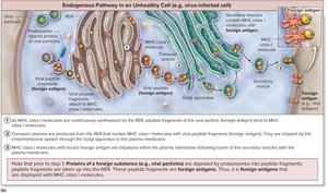Endogenous pathway in an unhealthy cell