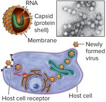Virus structure and infection of a host cell