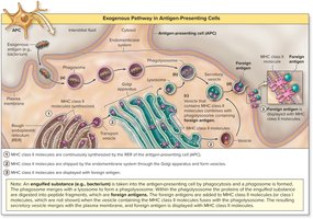 Exogenous pathway in antigen-presenting cells