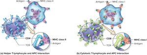 Interaction of T-lymphocyte receptors with MHC molecules