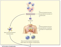 Formation of lymphocytes