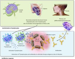 Activation and effector response of lymphocytes