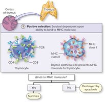 Positive selection of T-lymphocytes
